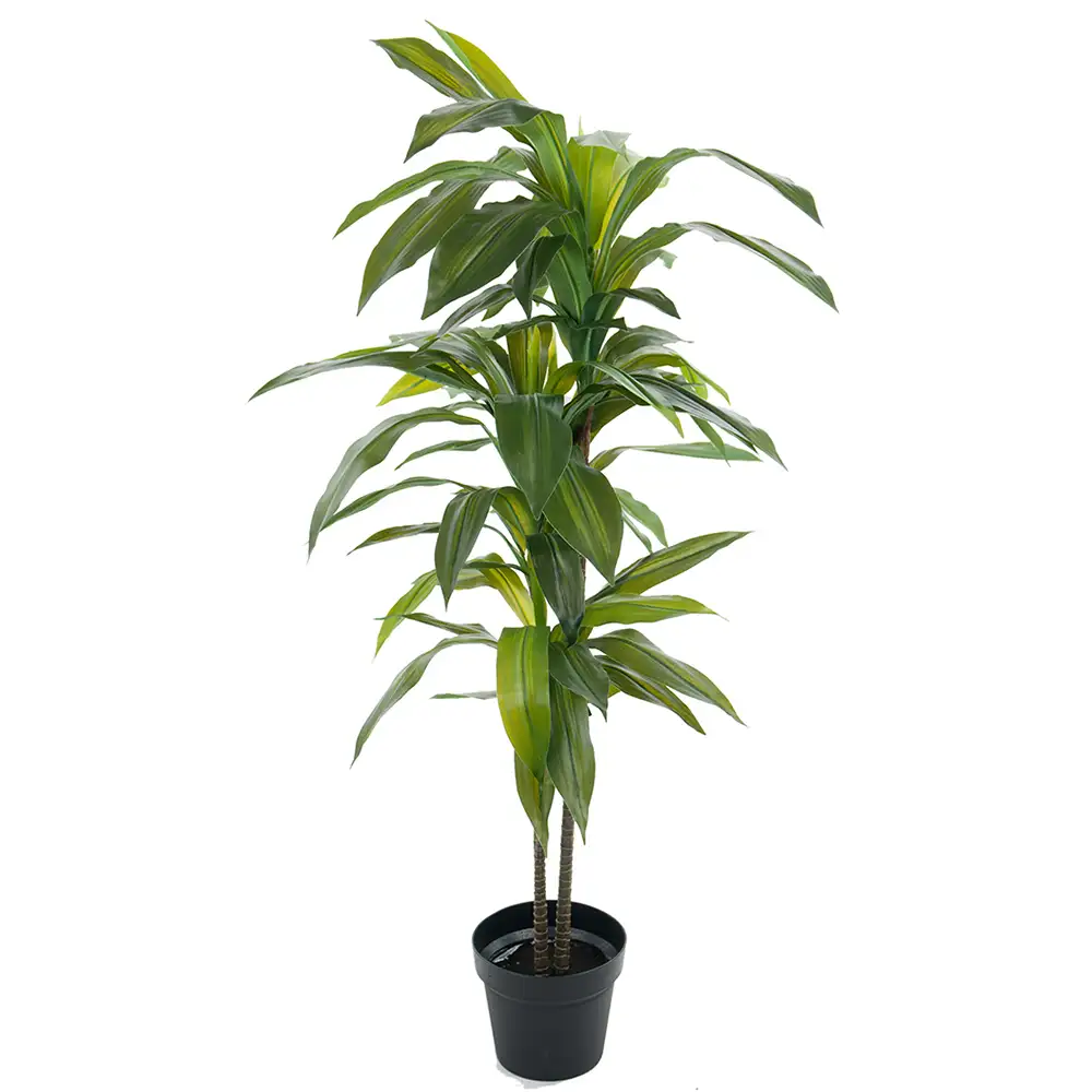 Mr Plant Dracena Træ 100 cm