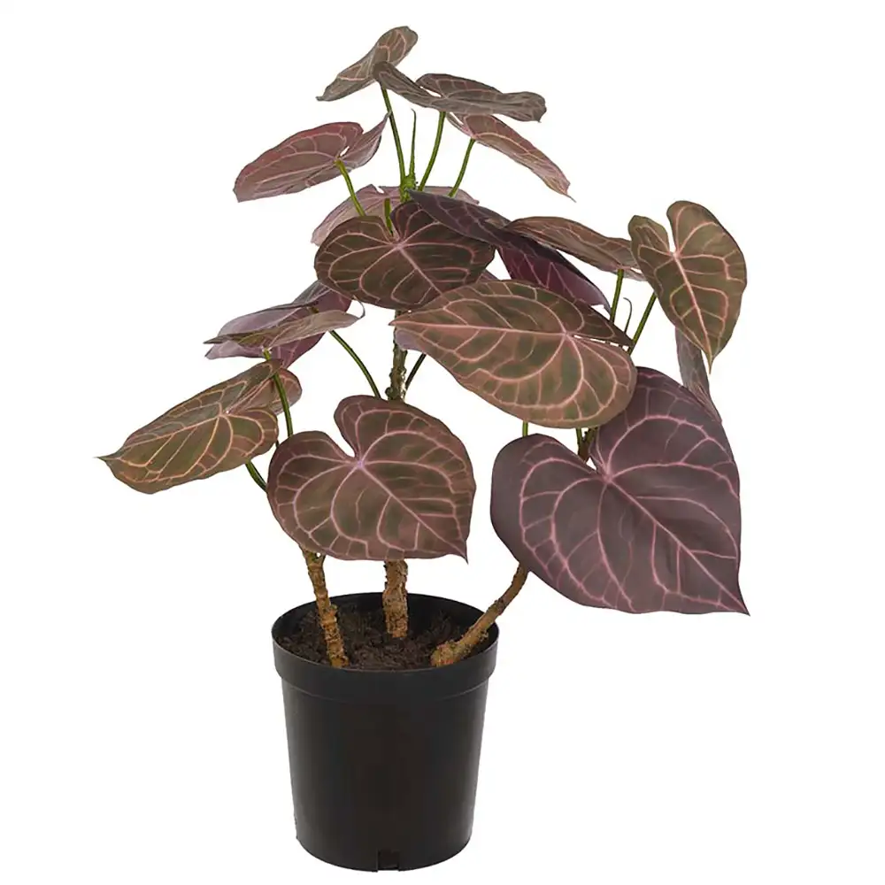 Mr Plant Anthurium Potteplante 65 cm