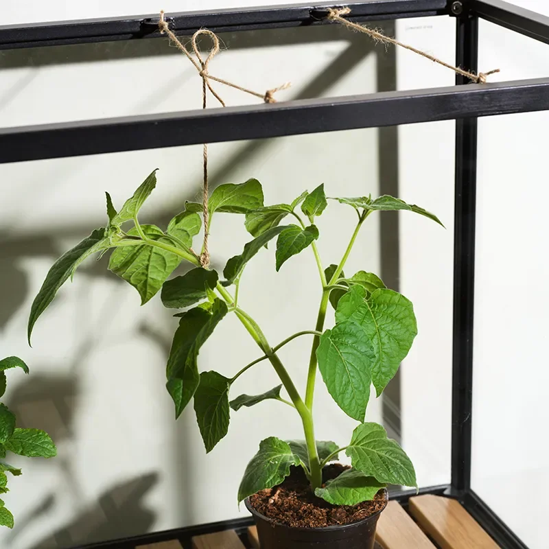 Grower Greens planteskab S sort 