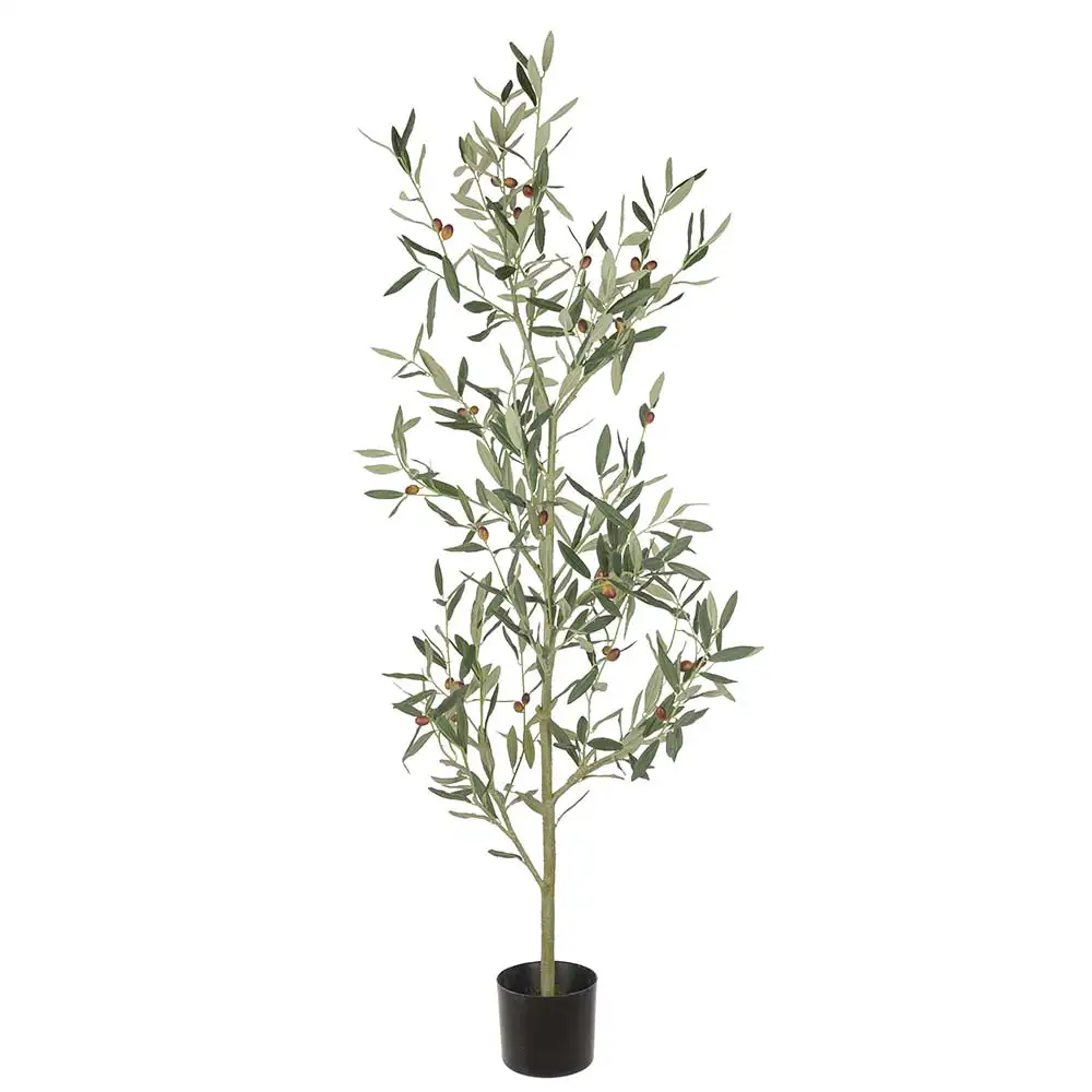 Mr Plant Oliventræ 140 cm
