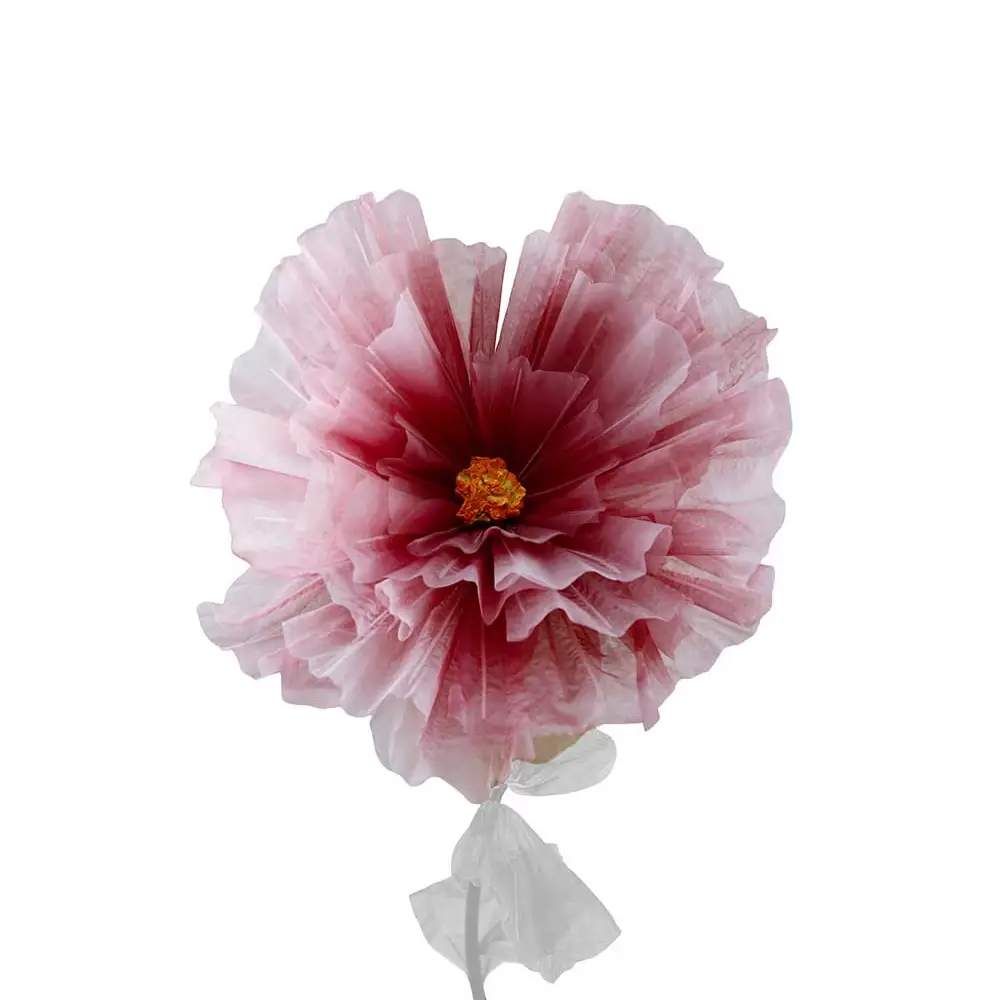 Mr Plant, Blomst Daisy Lilla