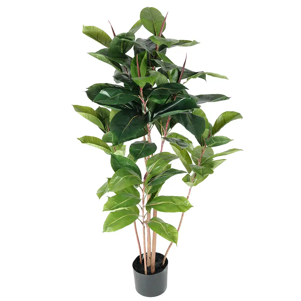 Mr Plant, Fikus Robusta 120 cm