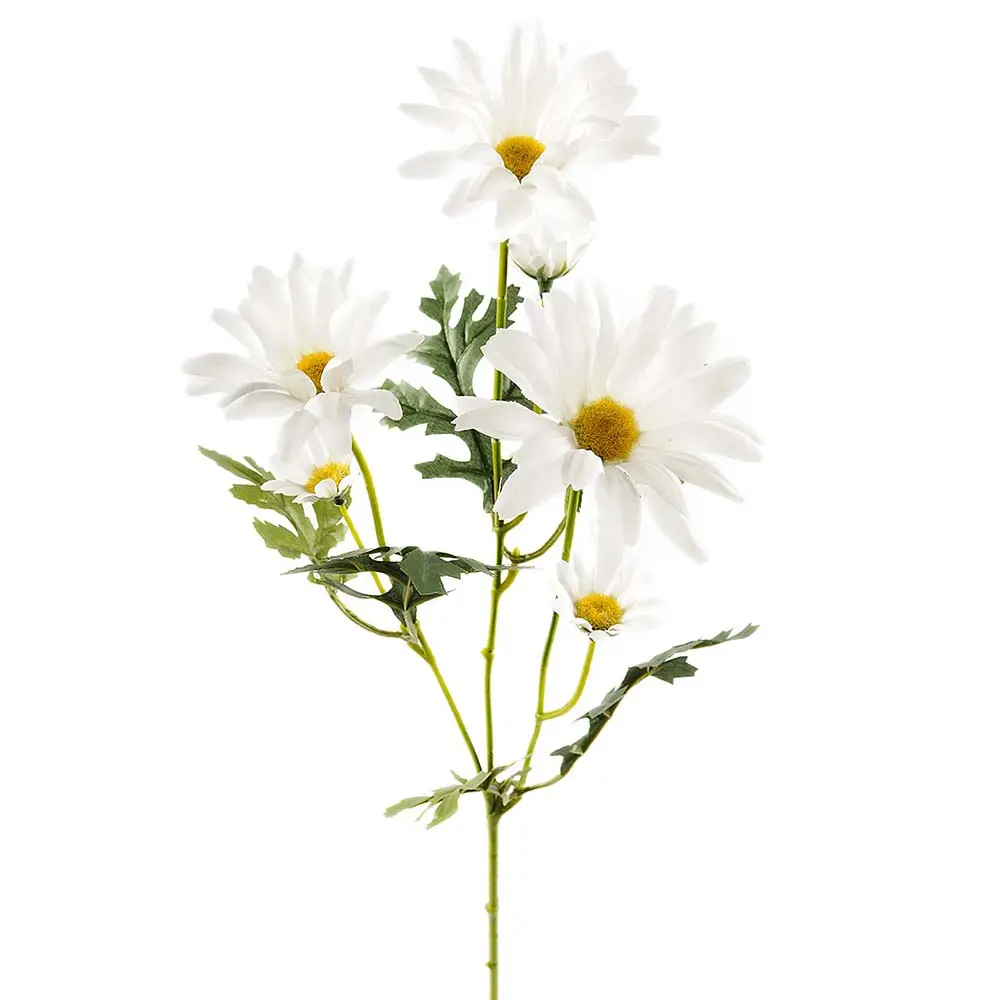 Snitblomst Marguerit 50 cm Hvid