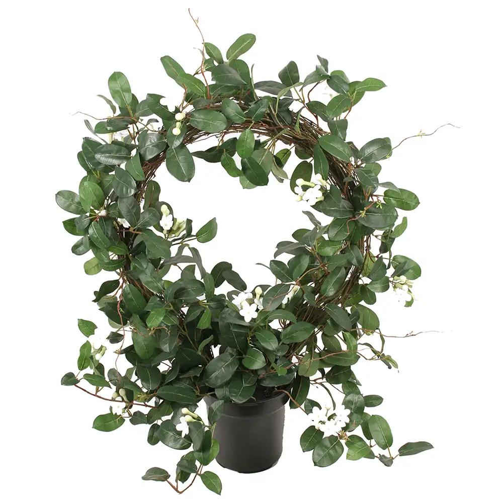 Stephanotis Potteplante 75 cm Hvid