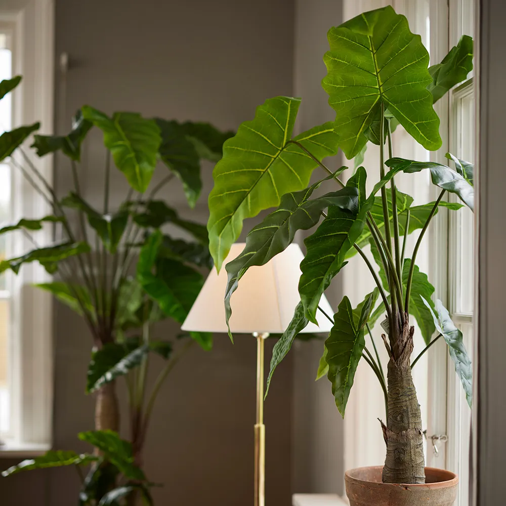  Alocasia træ 150 cm
