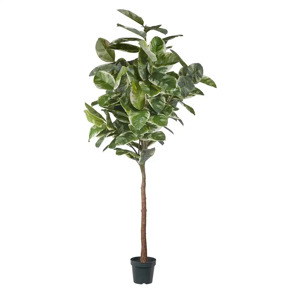 Mr Plant, Figen Elastica 240 cm