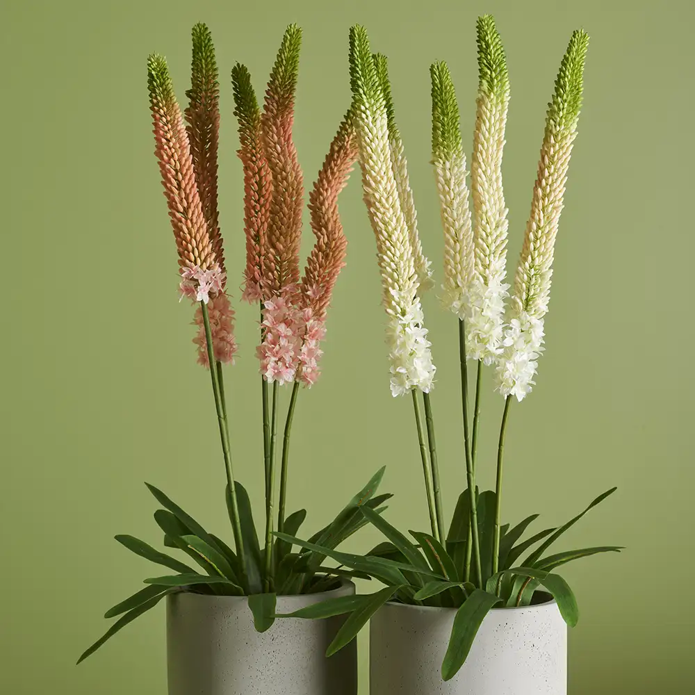 Steppe Lilje Potteplante 95 cm Lyserød