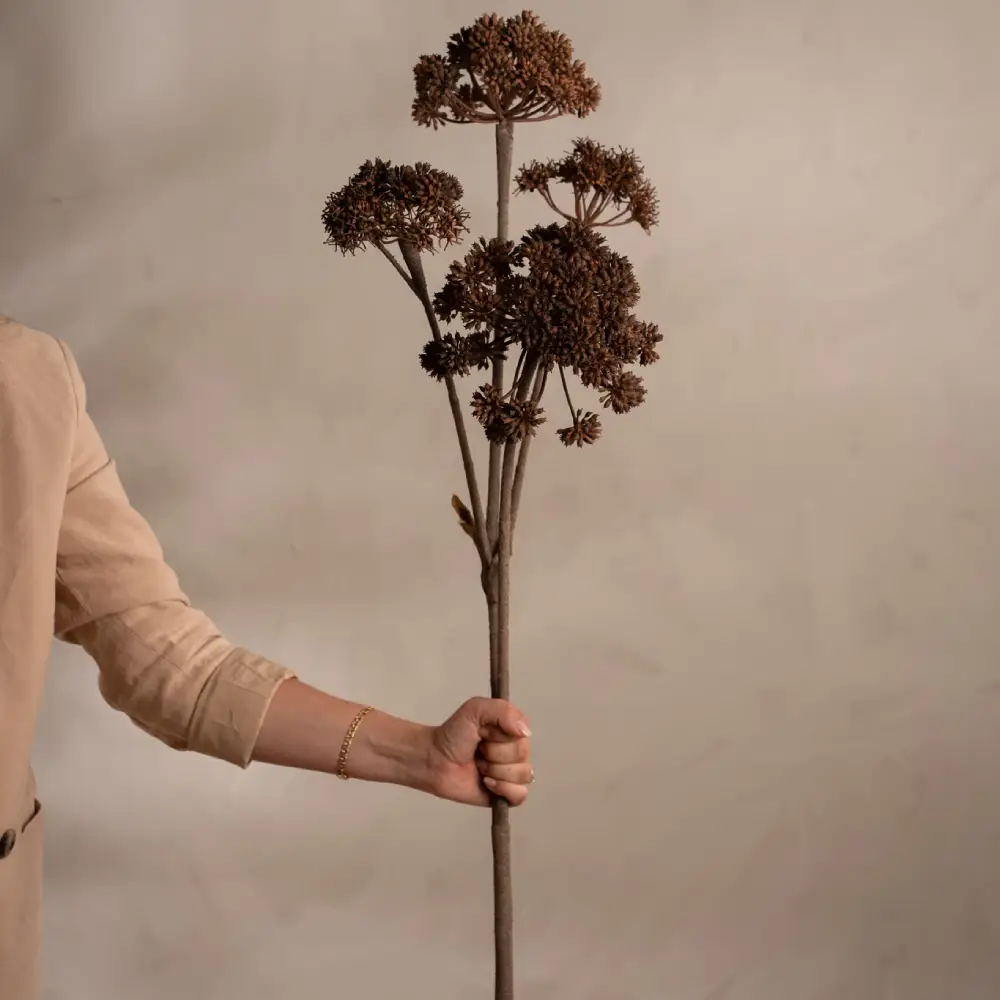 Angelica Brown Snitplante 125 cm