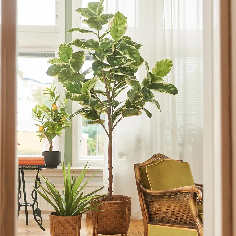 Figen Elastica 220 cm