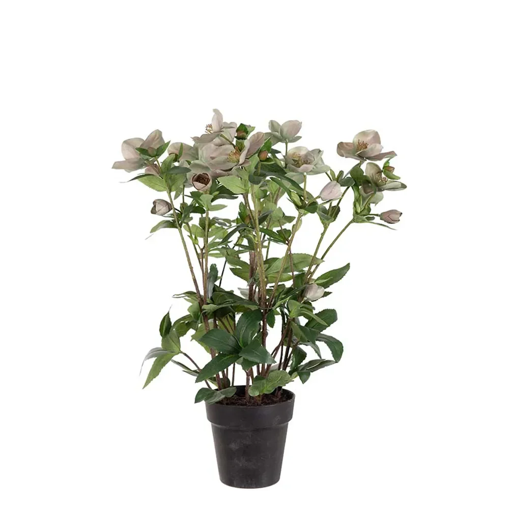 Mr Plant, Helleborus i potte 55 cm pink