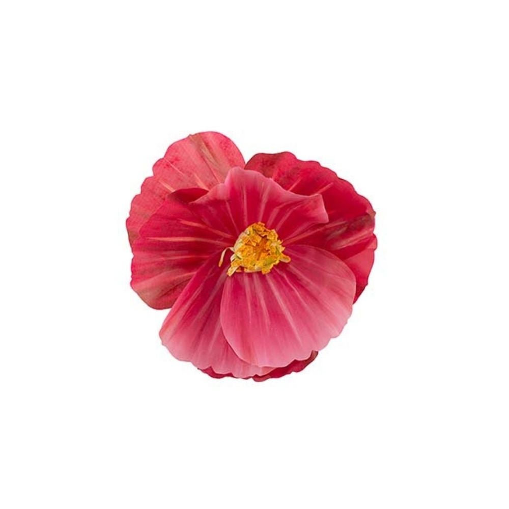 Blomst Signe væg Cerise
