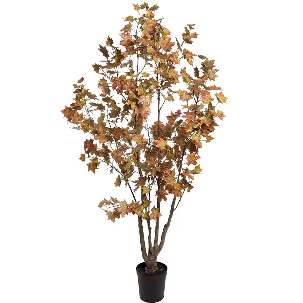 Mr Plant, Ahorn træ 180 cm