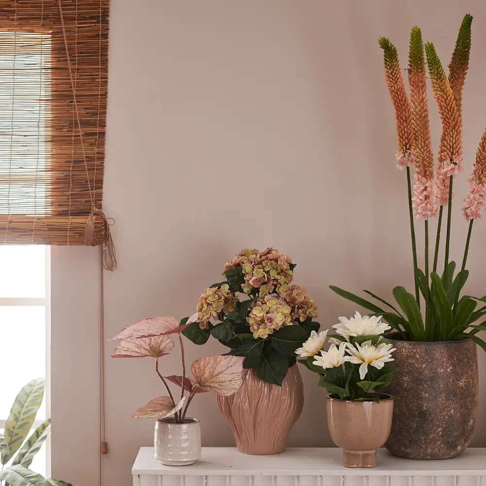 Steppe Lilje Potteplante 95 cm Lyserød