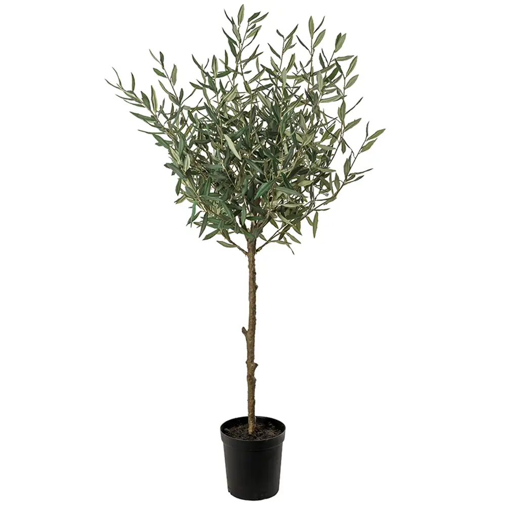 Mr Plant, Oliven træ 150 cm Grøn