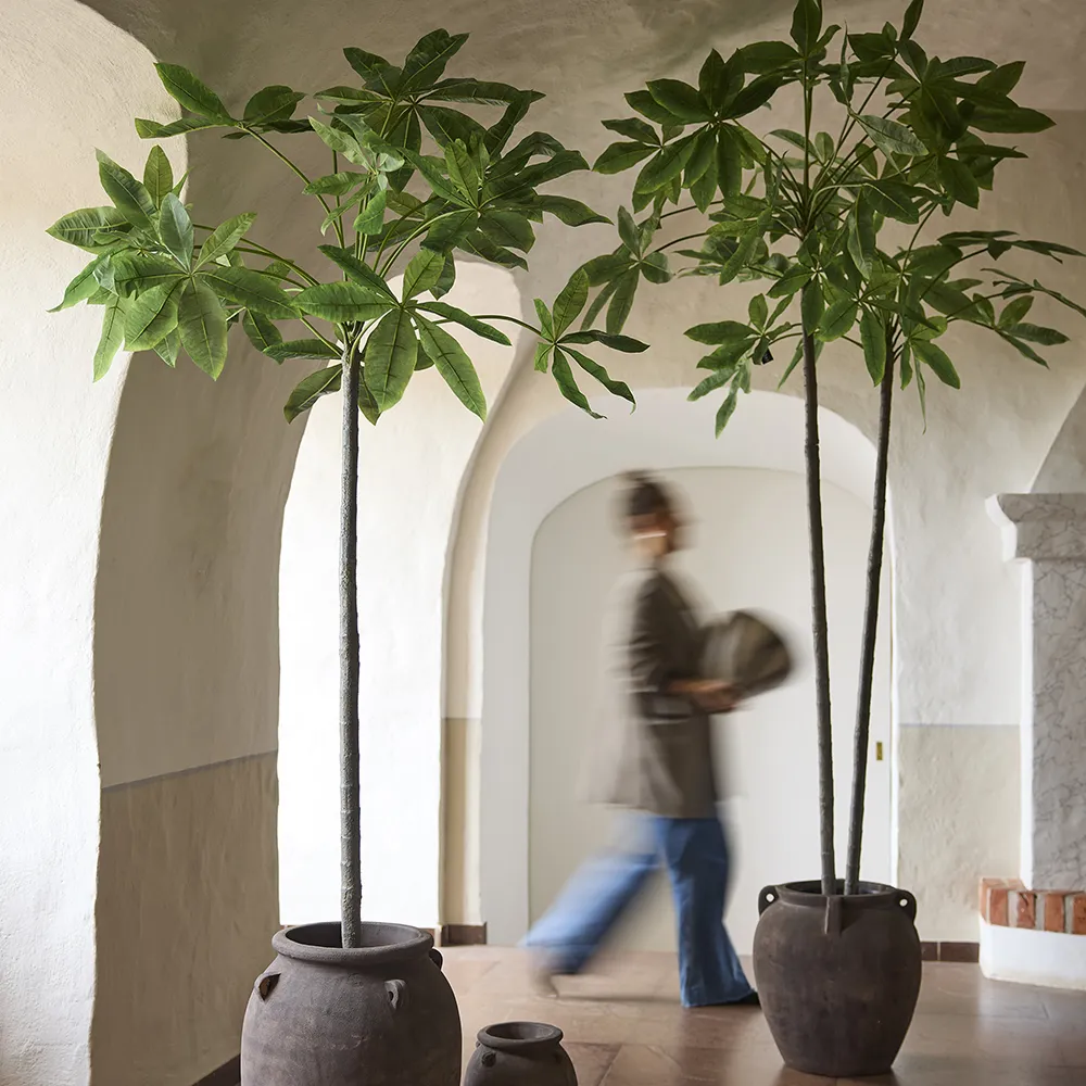  Pachira træ i potte 240 cm