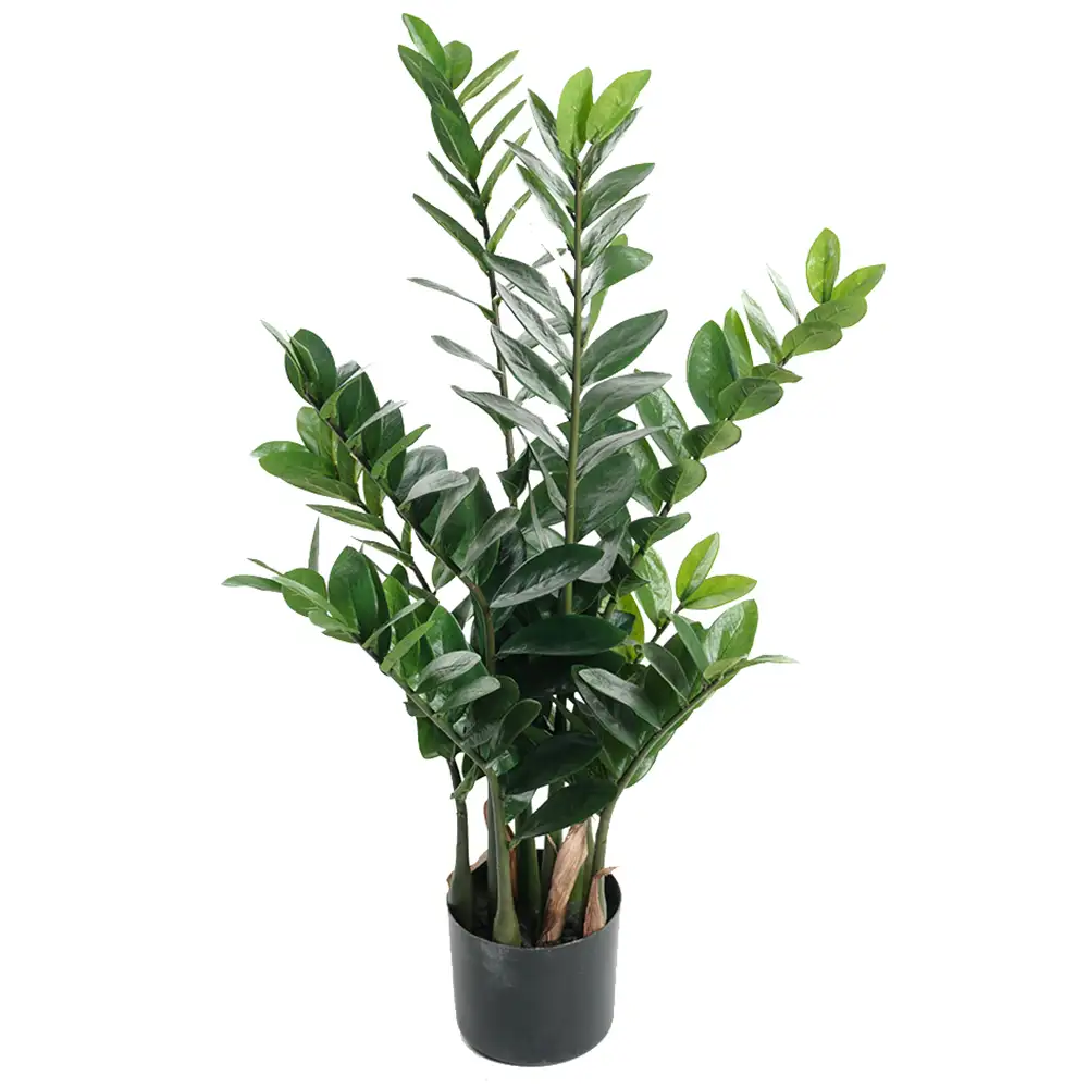 Mr Plant Zamifolia Potteplante 90 cm