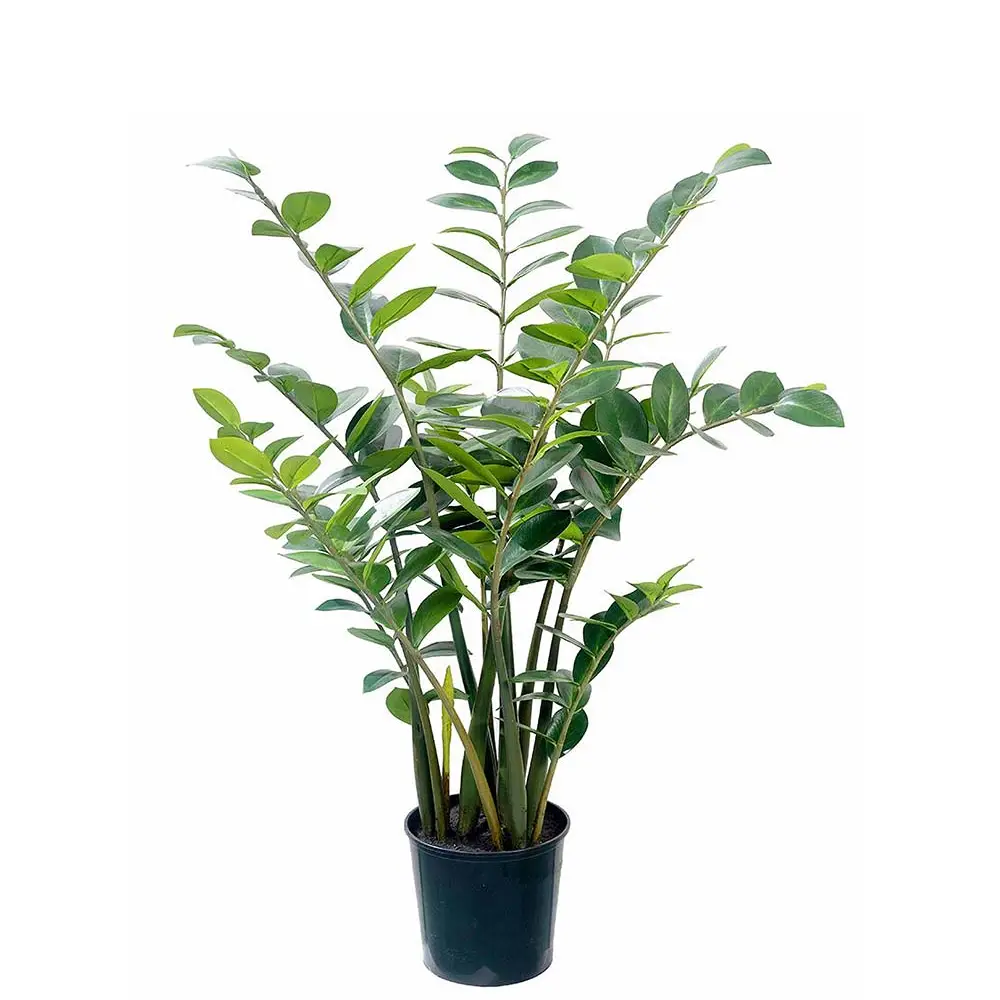  Zamifolia i potte 130 cm