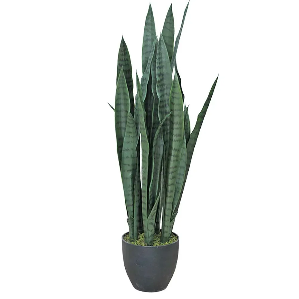 Sansevieria 85 cm