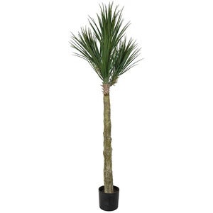 Yucca Rostrata Træ 180 cm