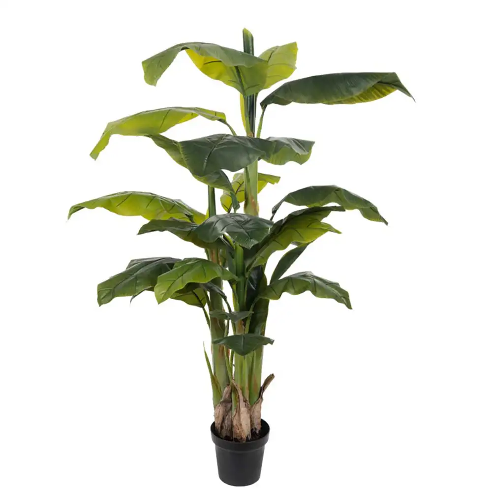 Mr Plant Banan Træ 150 cm