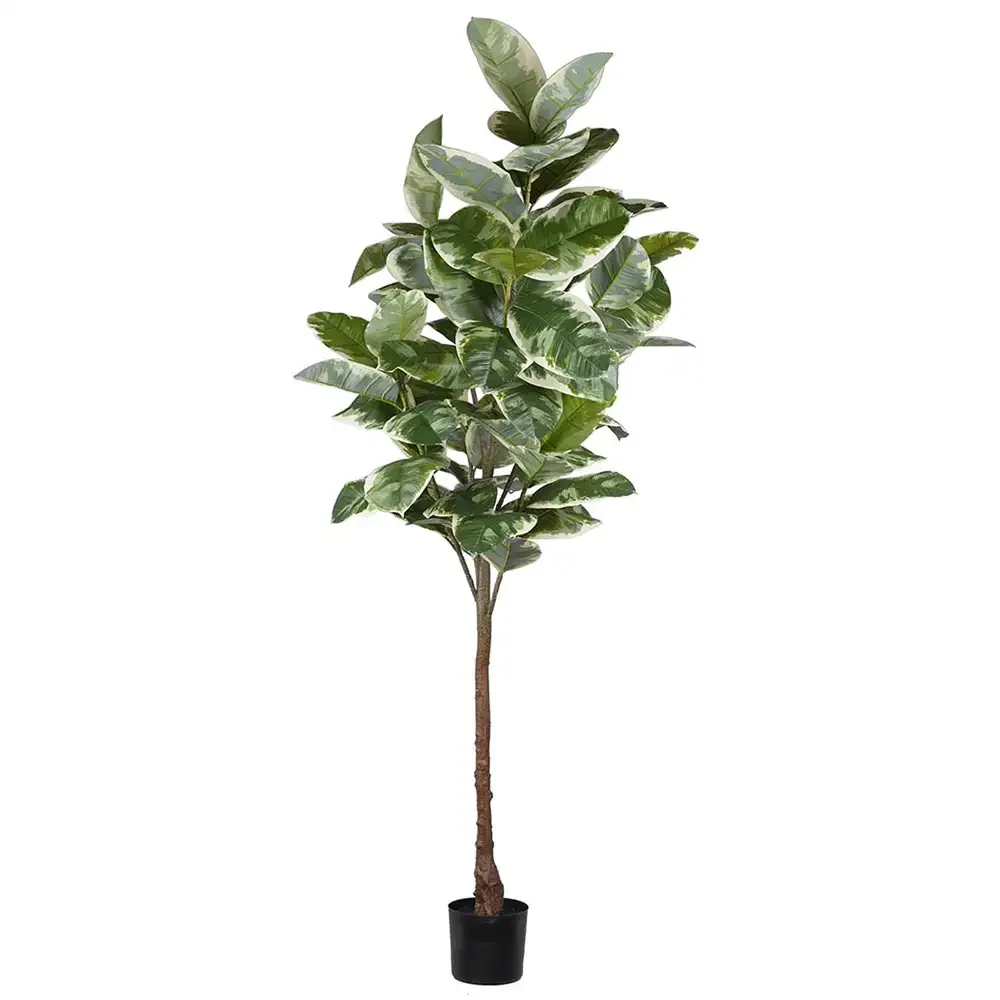 Mr Plant, Figen Elastica 220 cm
