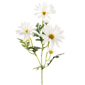 Snitblomst Marguerit 50 cm Hvid
