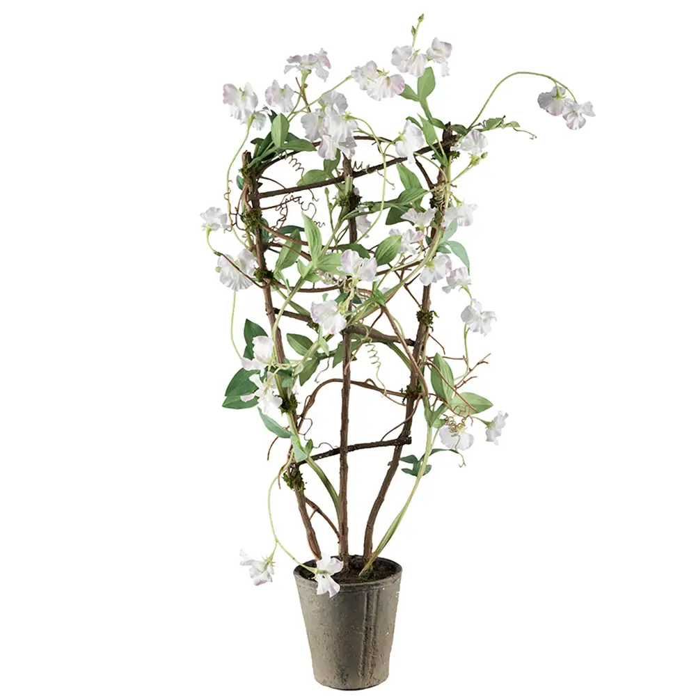 Mr Plant Duftpæon Potteplante 90 cm Hvid
