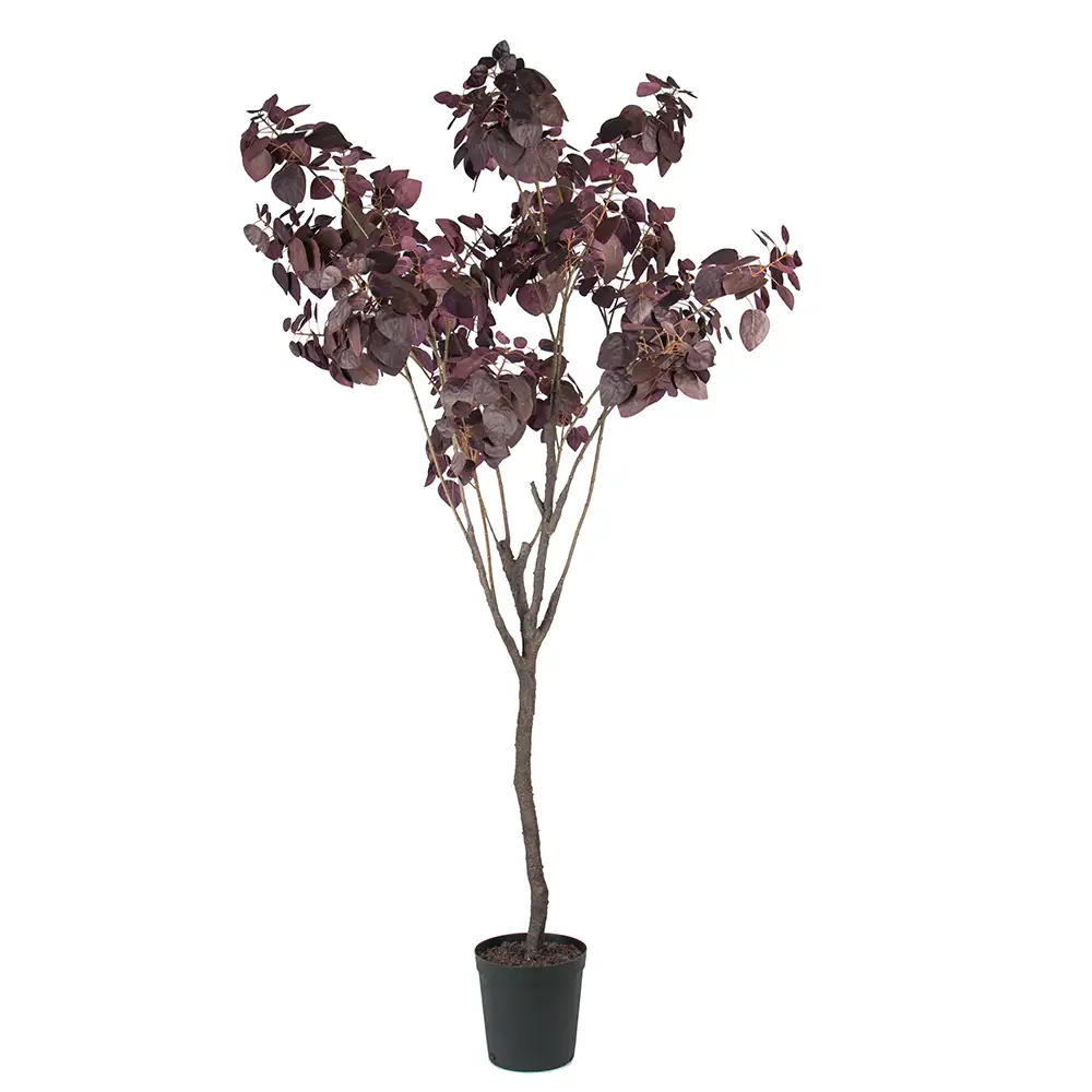 Mr Plant, Cotinus Træ 200 cm