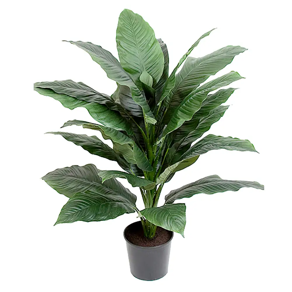 Mr Plant, Spathiphyllum Potteplante 105 cm