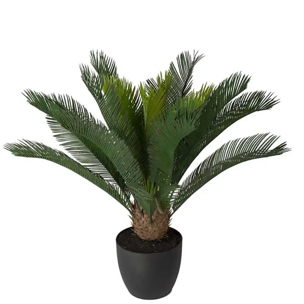 Cycas Potteplante 70 cm