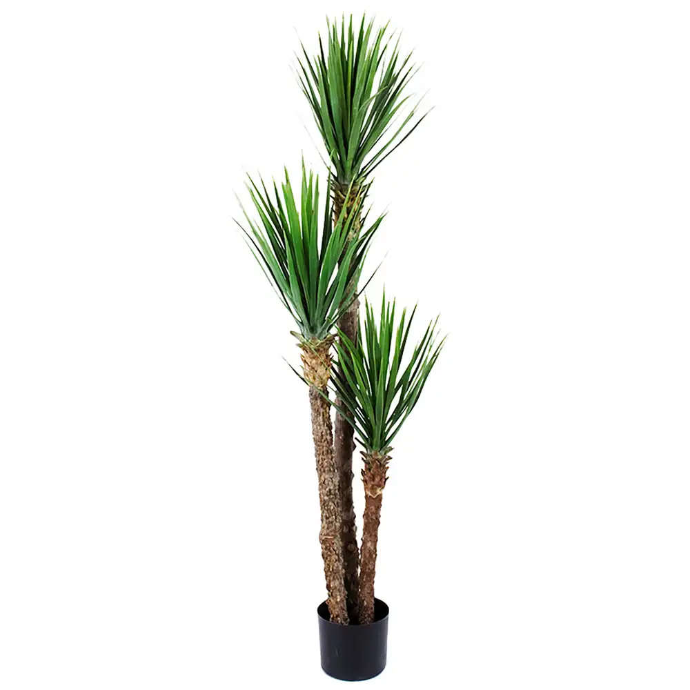 Mr Plant Yucca Rostrata Træ 150 cm
