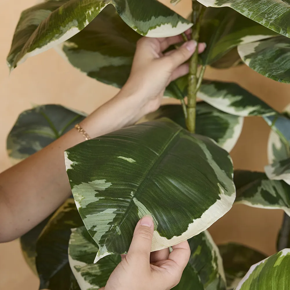 Figen Elastica 220 cm