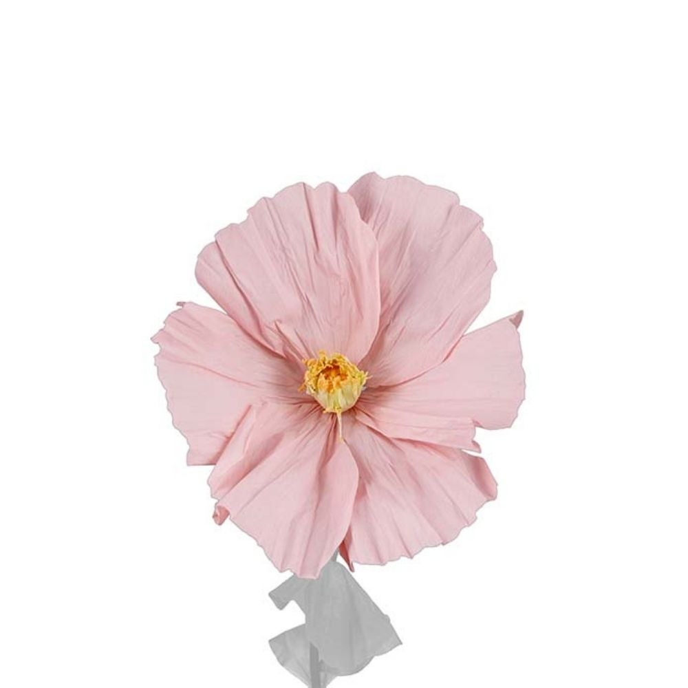 Mr Plant, Blomst Lykke Pink