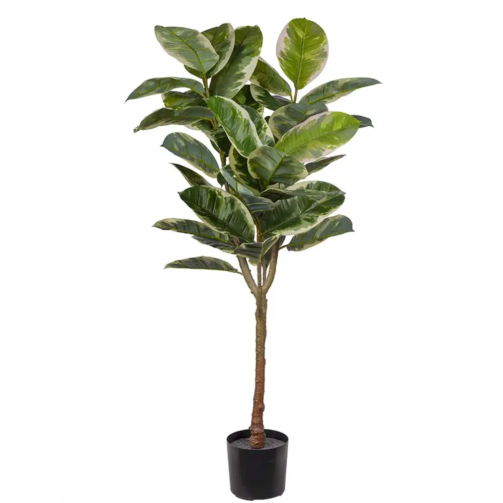 Mr Plant, Figen Elastica 150 cm