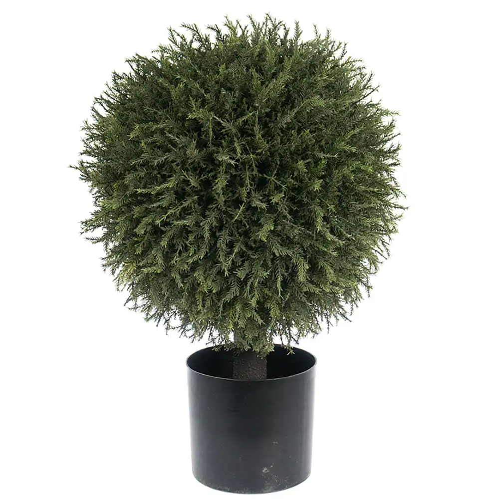 Mr Plant, Grantræ 55 cm