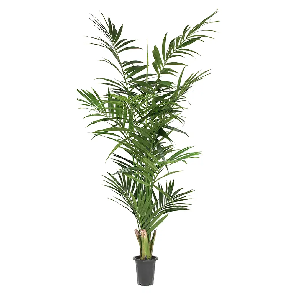Mr Plant, Kentiapalme 240 cm