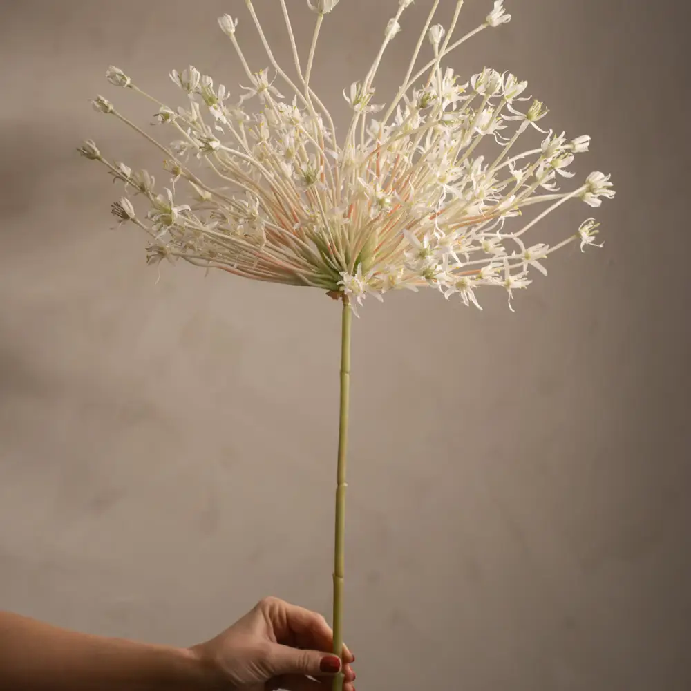  Allium Hvid 125 cm
