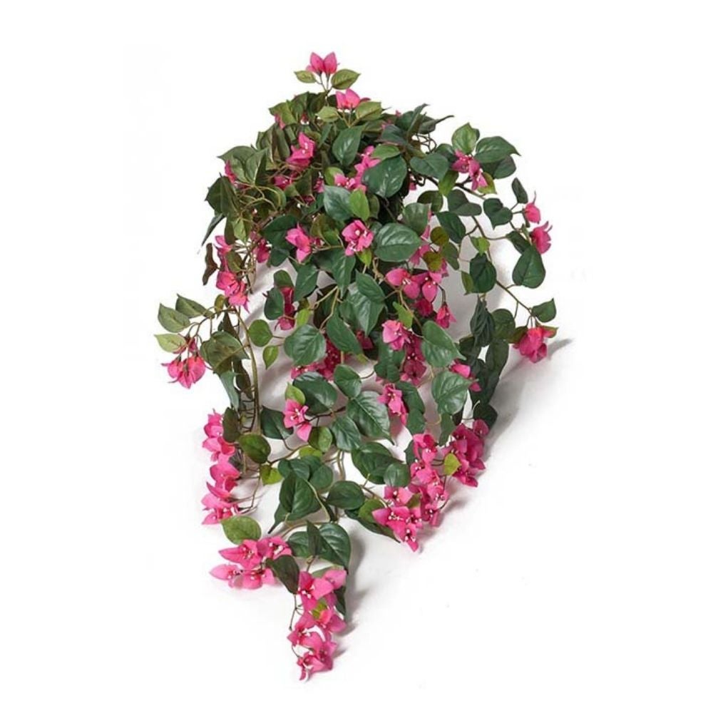 Mr Plant, Bougainvillea