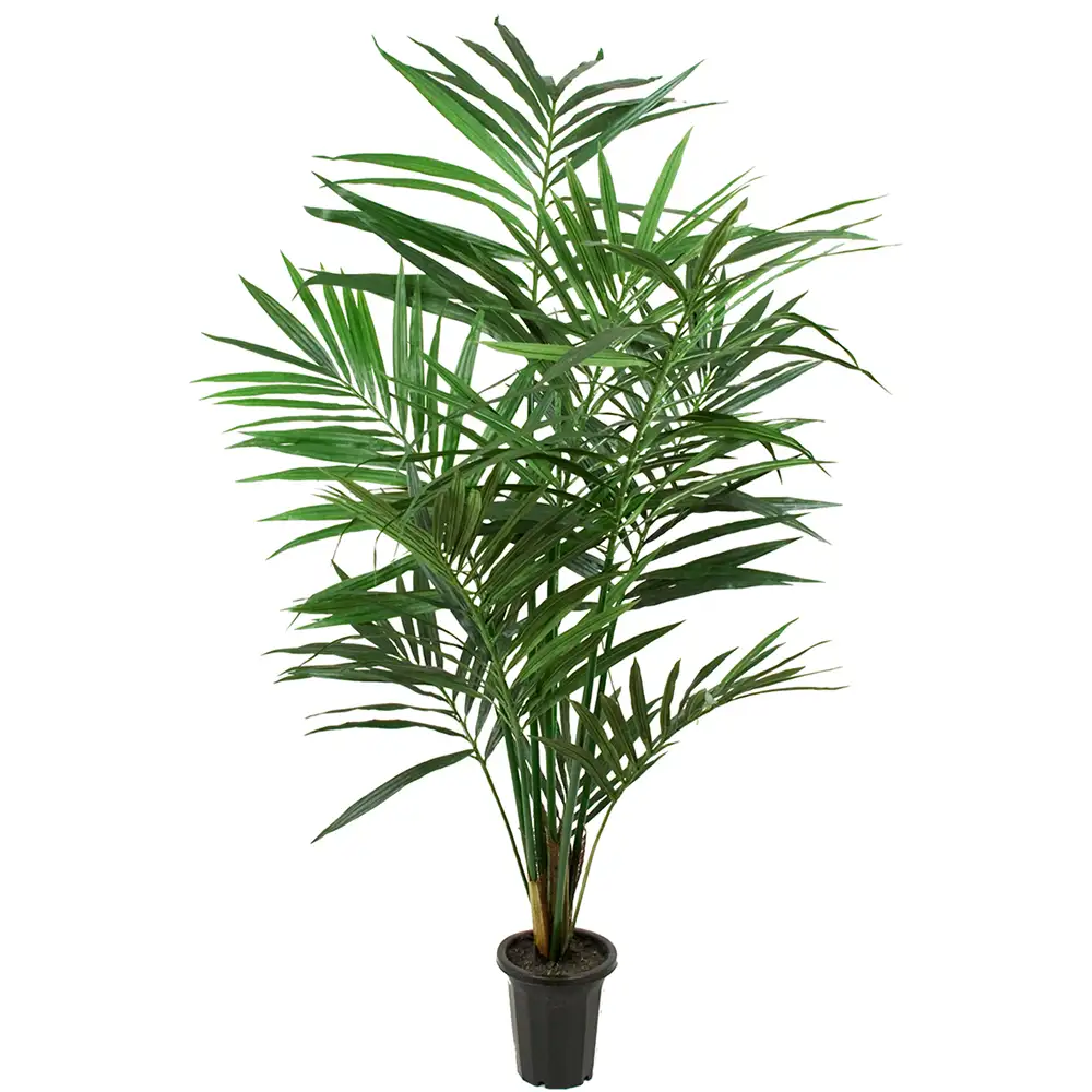 Mr Plant, Kentiapalme 120 cm