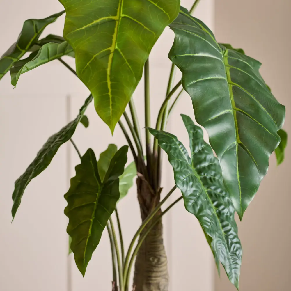 Alocasia-træ 120 cm