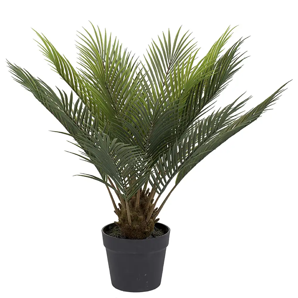 Cycas Potteplante 60 cm