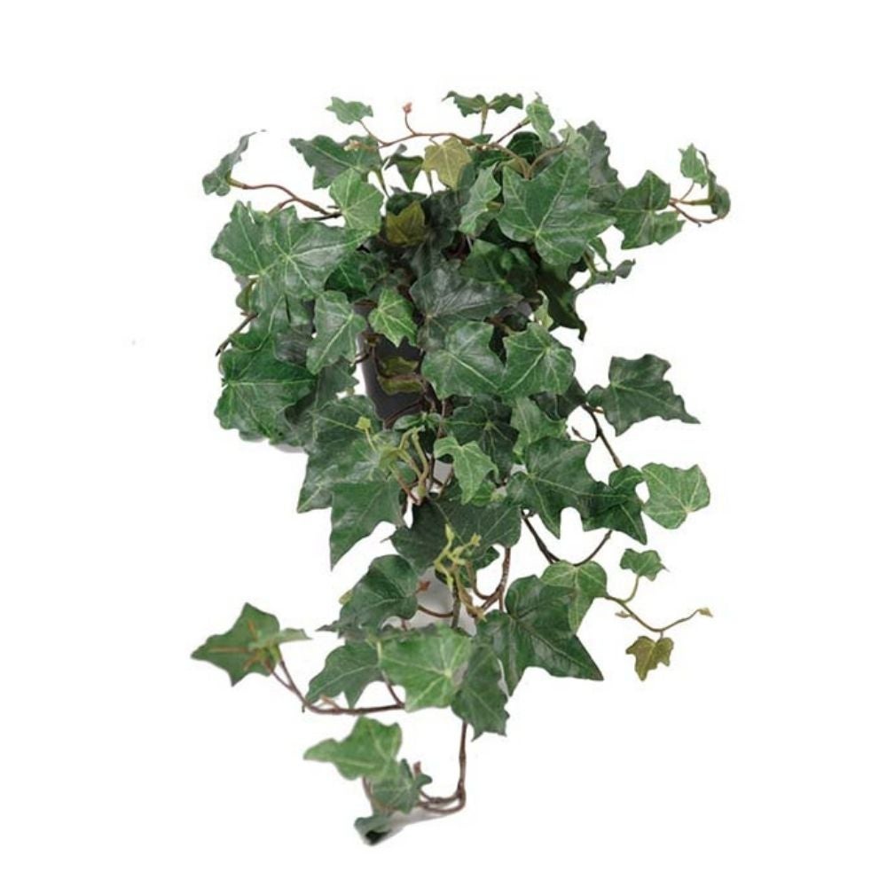 Mr Plant, Vedbend Grøn