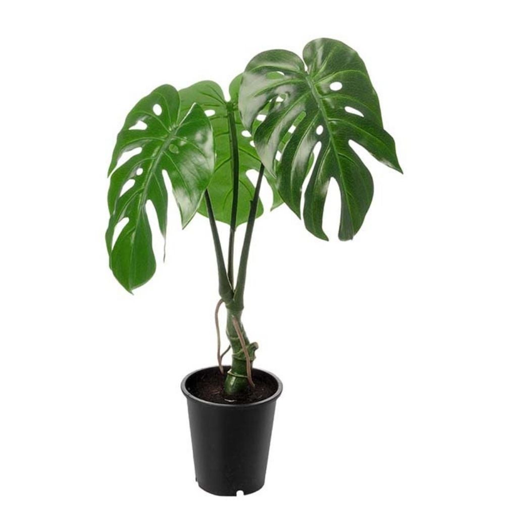 Monstera Grøn 60 cm