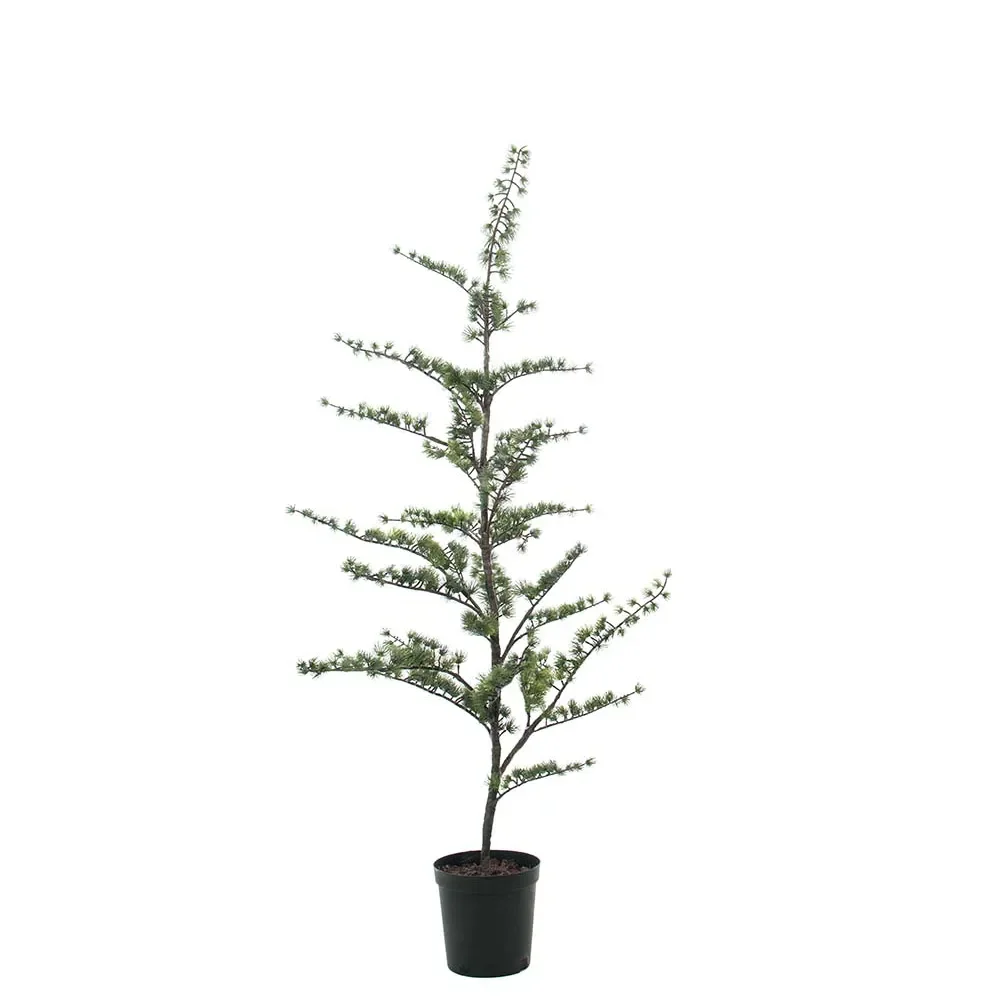Mr Plant, Cedertræ i potte 150 cm