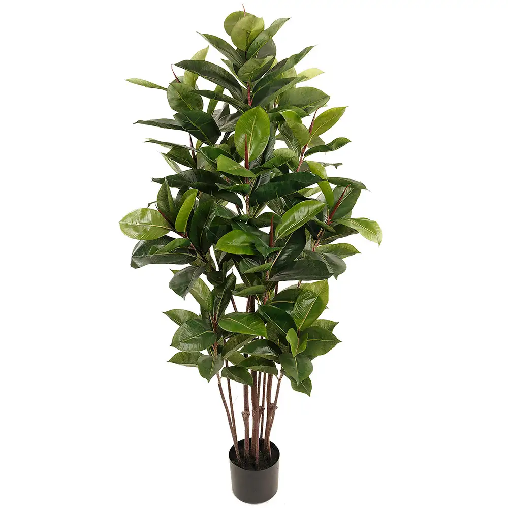 Mr Plant, Fikus Robusta 150 cm