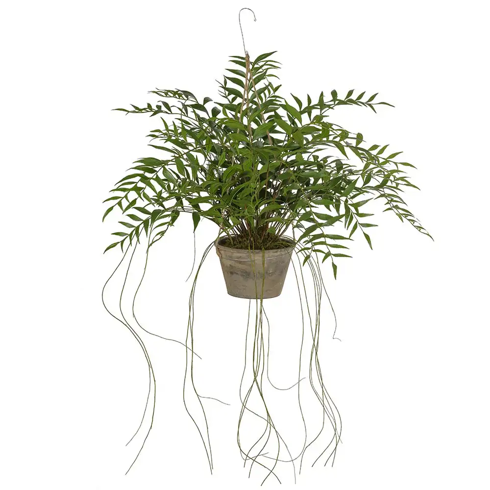 Mr Plant, Hoya Hængeplante 65 cm