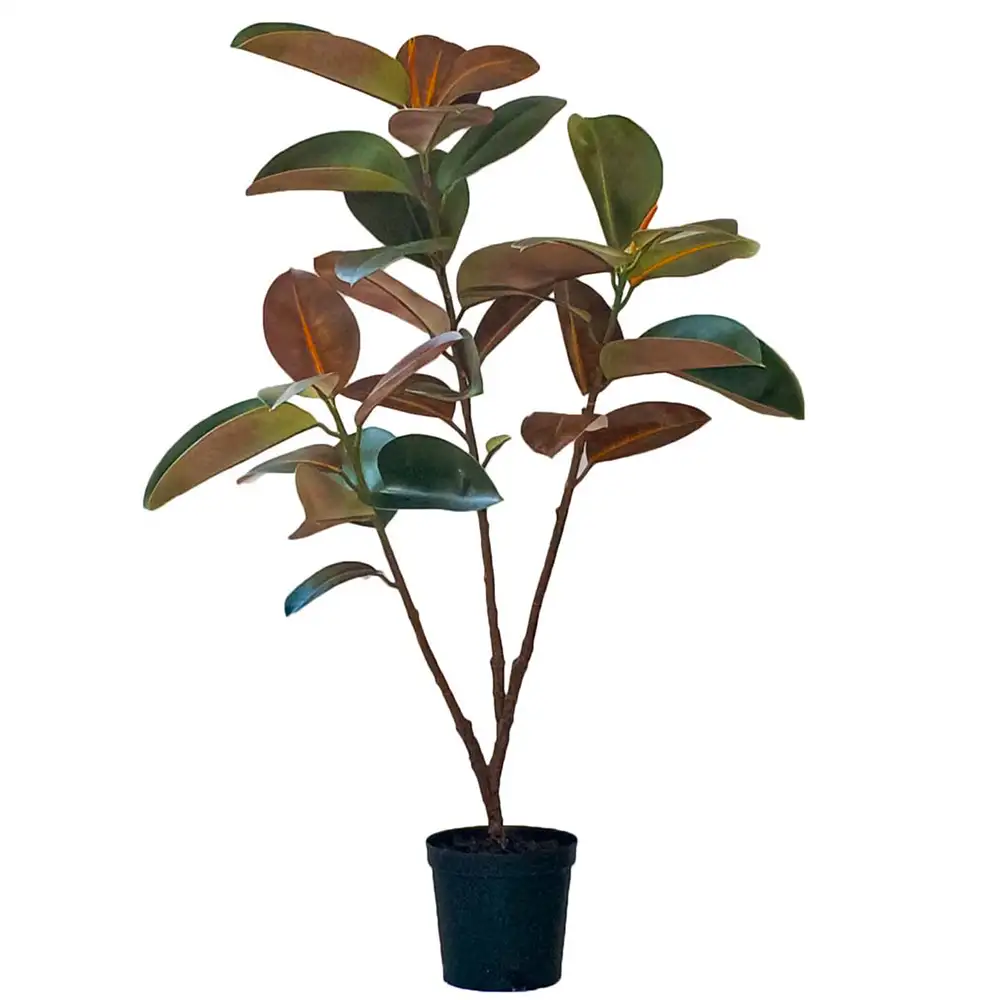 Mr Plant Figen Elastica 120 cm