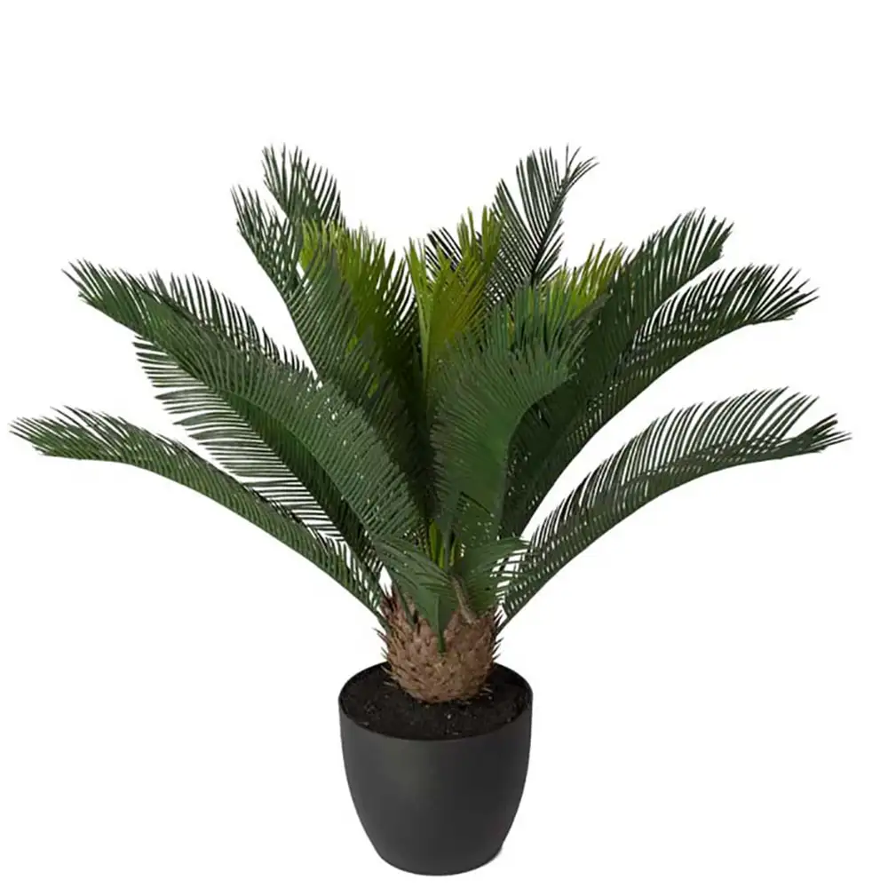 Mr Plant Cycas Potteplante 70 cm