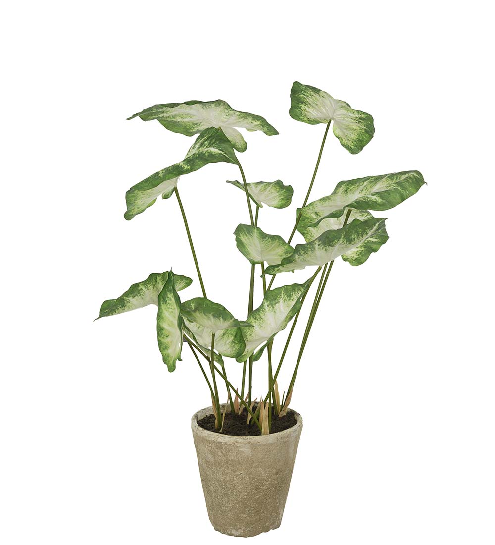 Mr Plant Caladium Potteplante 80 cm