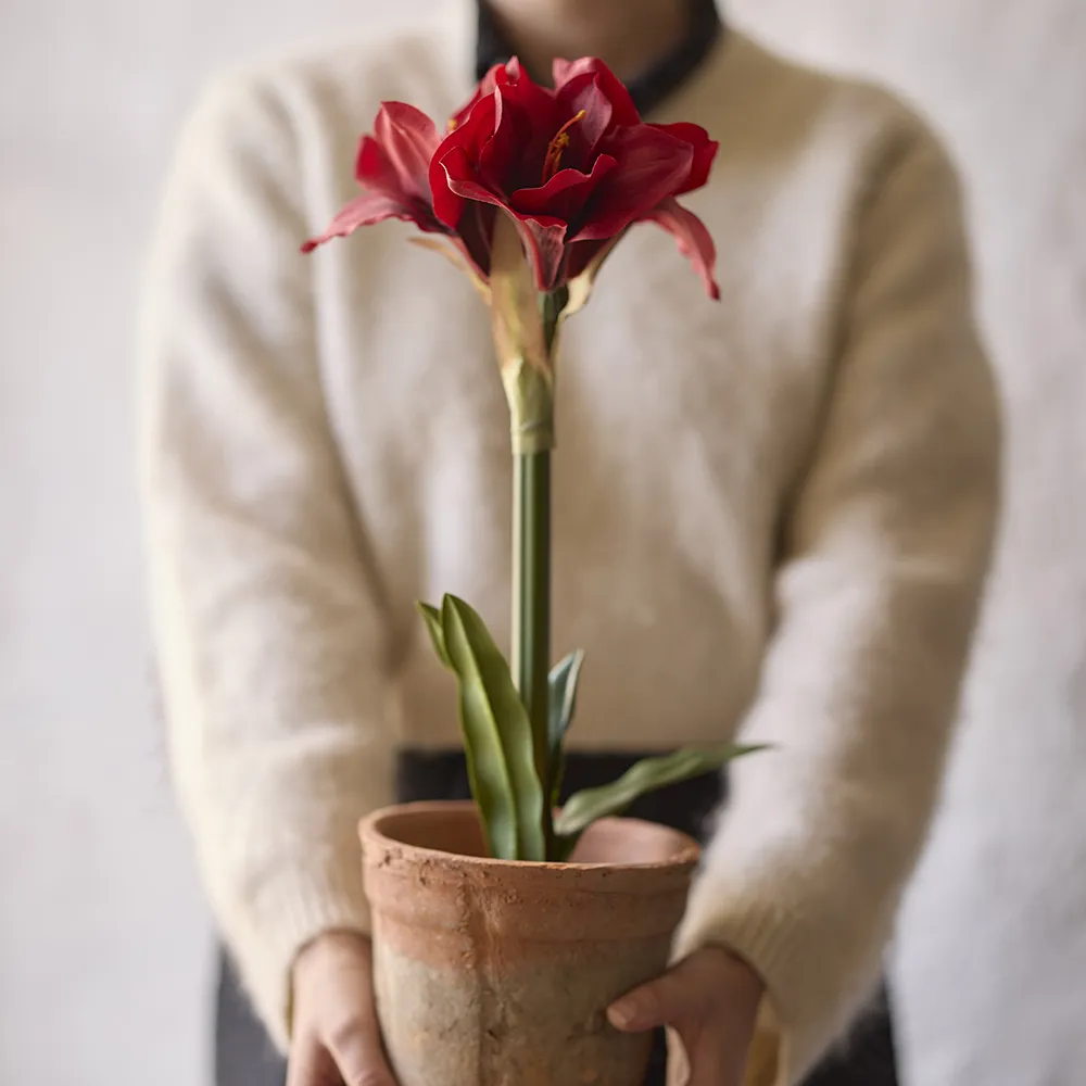 Amaryllis 90 cm Rød